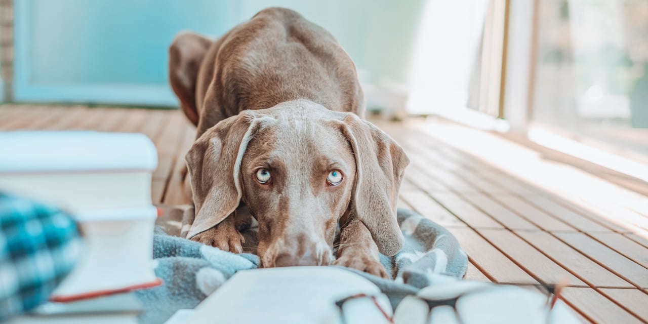 Dog laying down on a blanket
