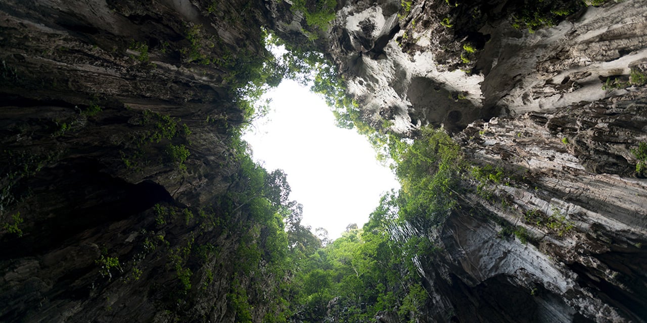 Photo looking up through the leaves of very tall trees.